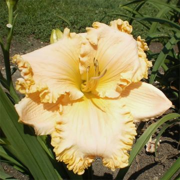 Hemerocallis Enchanted Forest - Daylily