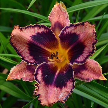 Hemerocallis Exotic Treasure - Daylily