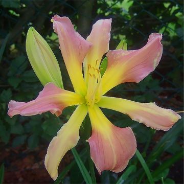 Hemerocallis Flight of The Dragon - Daylily