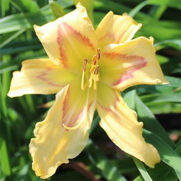 Hemerocallis Graces of Ganymede - Daylily