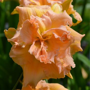 Hemerocallis In Excess - Daylily