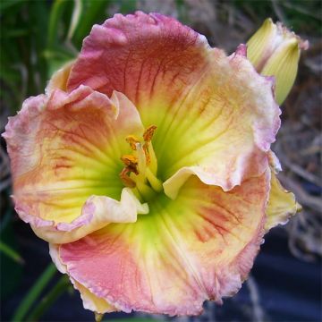 Hemerocallis Indy Reflections - Daylily