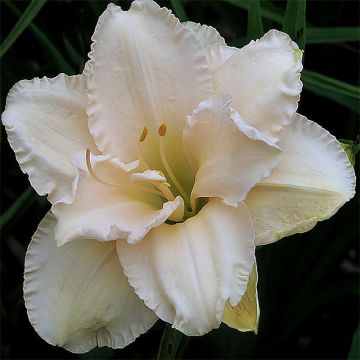 Hemerocallis Land of Cotton - Daylily