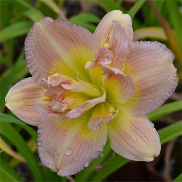 Hemerocallis Nagasaki - Daylily