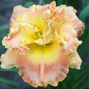 Hemerocallis Natures Crown - Daylily