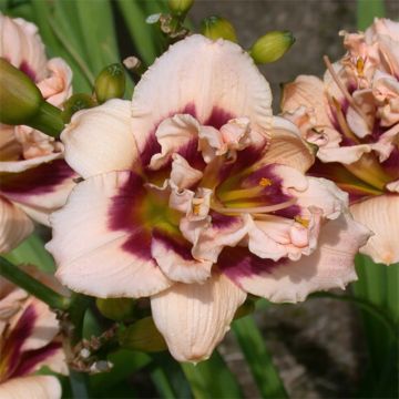 Hemerocallis Roswitha - Daylily
