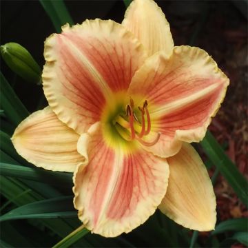 Hemerocallis Veins of Truth - Daylily