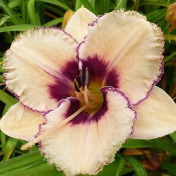 Hemerocallis Alaqua - Daylily