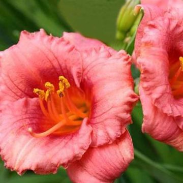 Hemerocallis Cosmopolitan - Daylily