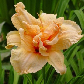 Hemerocallis Double Dream - Daylily