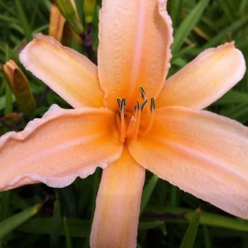 Hémérocalle George Cunningham - Hemerocallis George Cunningham