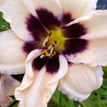 Hemerocallis Piano Man - Daylily