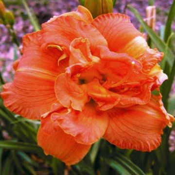 Hemerocallis Rose Corsage - Daylily