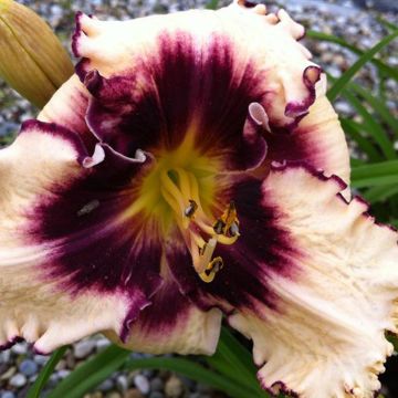 Hemerocallis Sabine Baur - Daylily