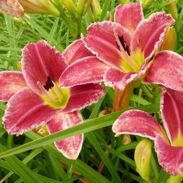 Hemerocallis Startle - Daylily