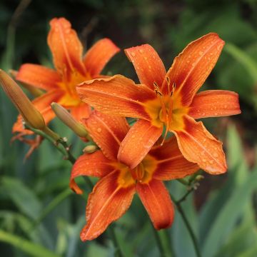 Hemerocallis fulva - Daylily