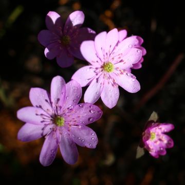 Hepatica nobilis Rosea, Anémone Hépatique