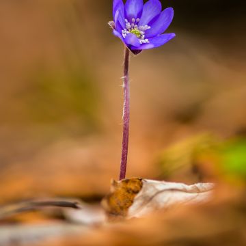 Hepatica transsilvanica Blue Jewel, Anémone Hépatique