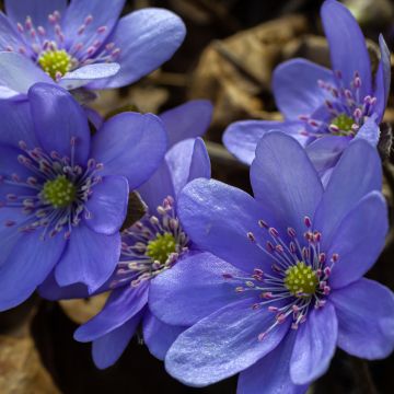 Hepatica transsilvanica De Buis, Anémone Hépatique