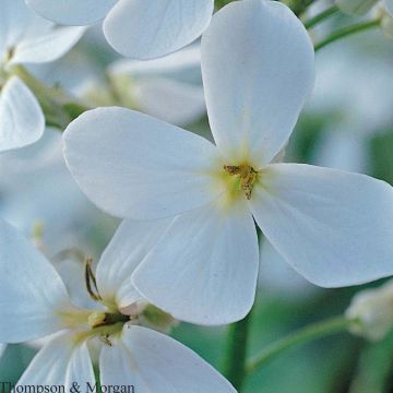 Hesperis matronalis Alba - Dame's Violet seeds