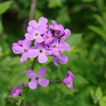 Hesperis matronalis - Julienne des Dames