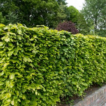 Fagus sylvatica - Beech