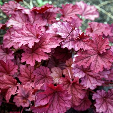 Heuchera Berry Smoothie