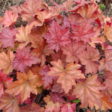 Heuchera Copper Dinosaur