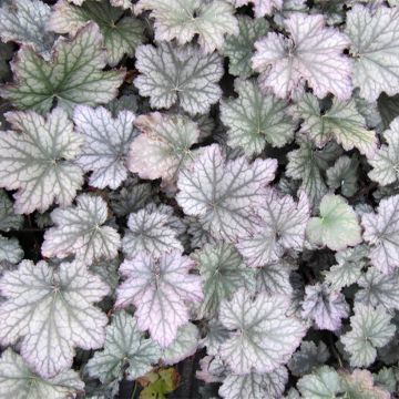 Heuchera hybrida Frosted Violet