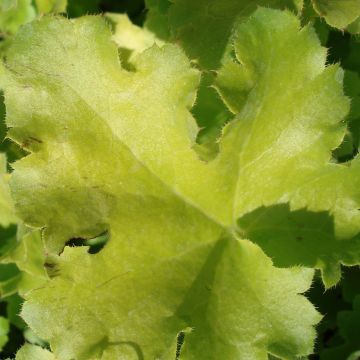 Heuchera Lime Rickey