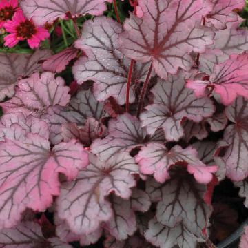 Heuchera hybrida Little Cuties Sugar Berry