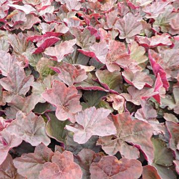 Heuchera villosa Magnum