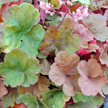 Heuchera Pink Pearls