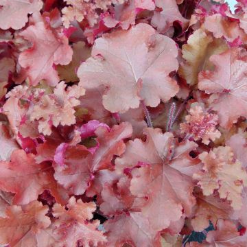 Heuchera micrantha Red Sea