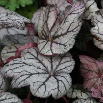 Heuchera villosa Sugar Plum