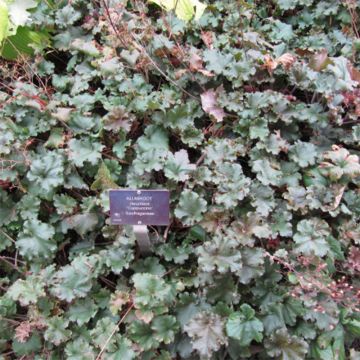 Heuchera micrantha Cappuccino