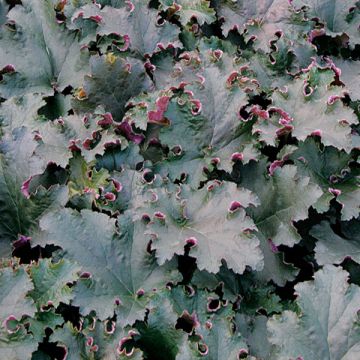 Heuchère - Heuchera Petticoat