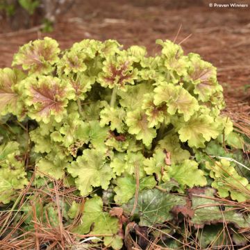 Heuchera (x) hybrida Apple Twist