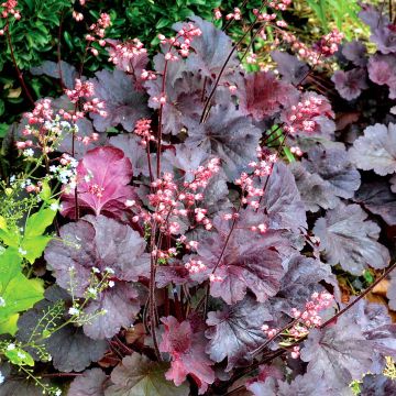 Heuchera Bella Notte