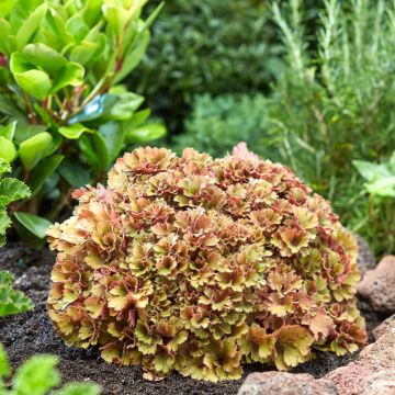 Heuchera hybrida Frilly