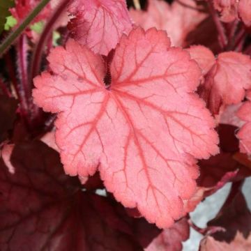 Heuchera Georgia Peach