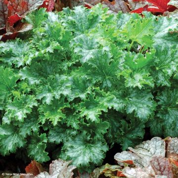 Heuchera hybrida Apple Crisp