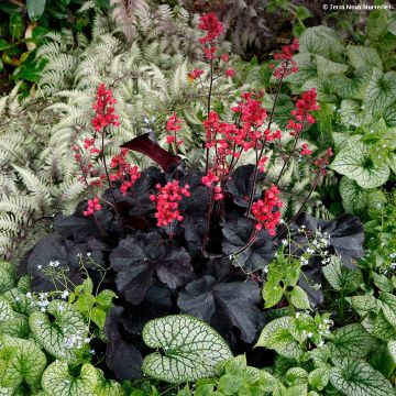 Heuchera Black Forest Cake