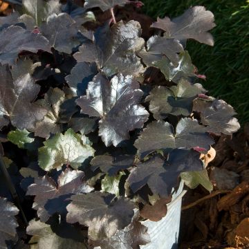 Heuchera Blackout