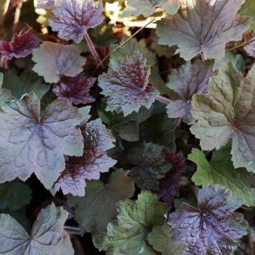 Heuchera villosa Brownies