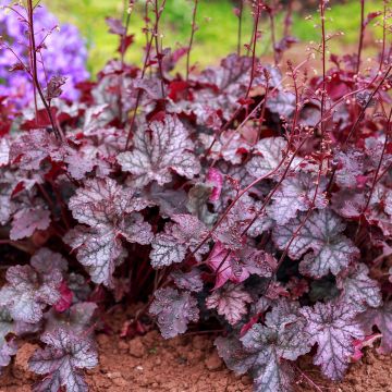 Heuchère - Heuchera Georgia Plum