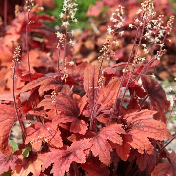 Heuchera micrantha Marmalade