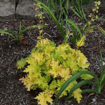 Heuchera hybrida Pear Crisp