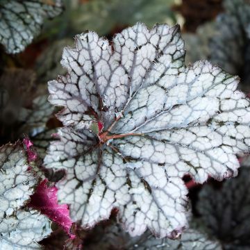 Heuchère, Heuchera Plum Pudding