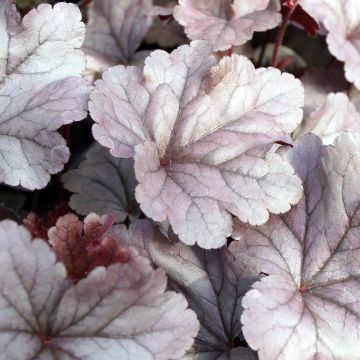 Heuchera Silver Gumdrop